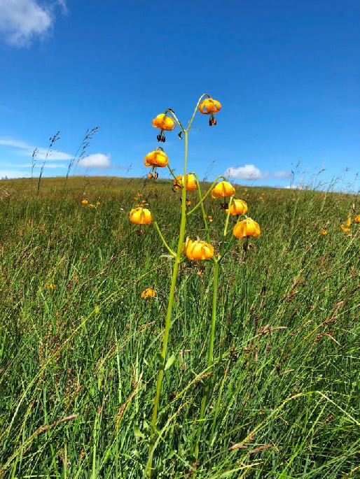 The graceful blooms of the Columbia lily dotted the fields at the top of the mountain.