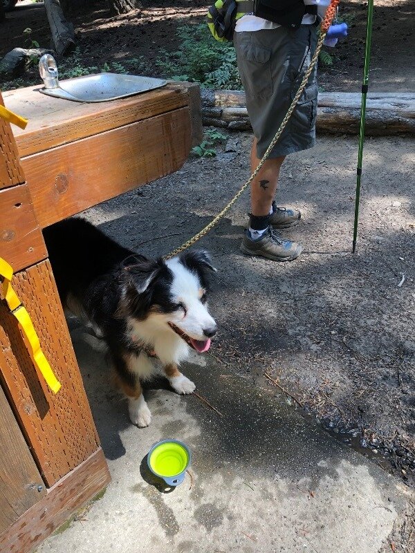  Lucy grabs a drink at Rock Island Campground. At 90 F, it is cooler in the mountains but not that cool! 