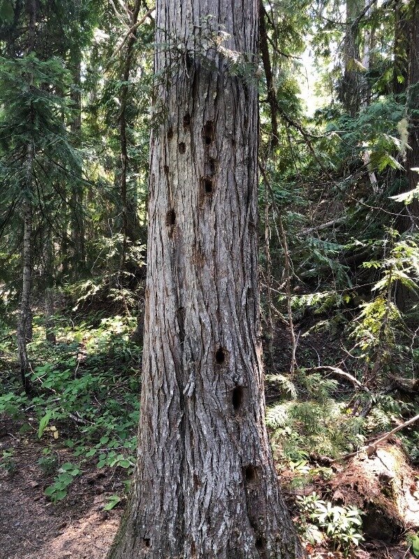  An info plaque told us we’d be seeing trees worked by woodpeckers. 