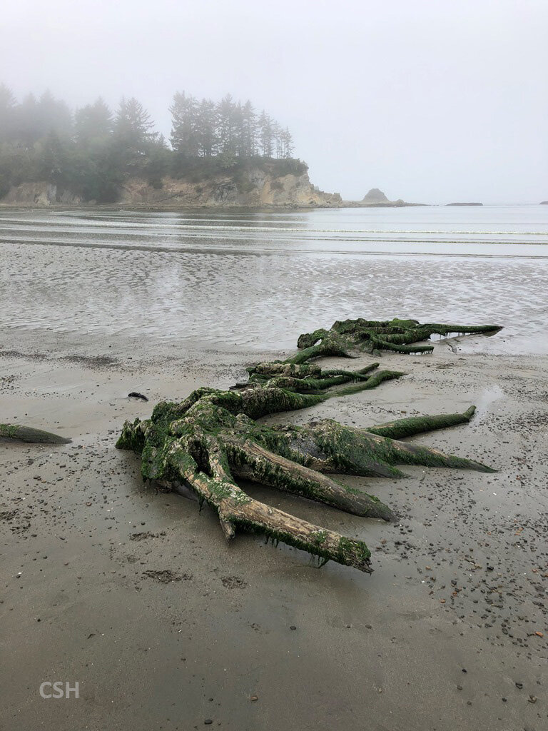  We didn’t get to see this feature this year, but Labor Day Weekend 2020 the ancient tree stumps were visible in the bay. 