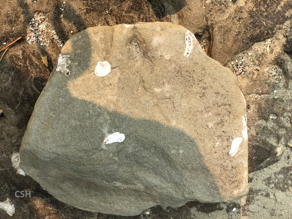  John described these little fossils as being thin-shelled deep water gastropods?, which further fueled the deep water critter dilemma of the researchers. 