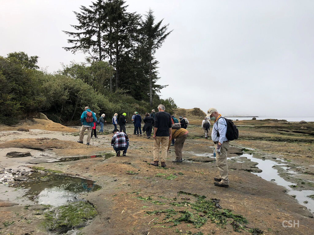  This stratigraphy in the Coos Bay shipping channel is only accessed at low tide. 