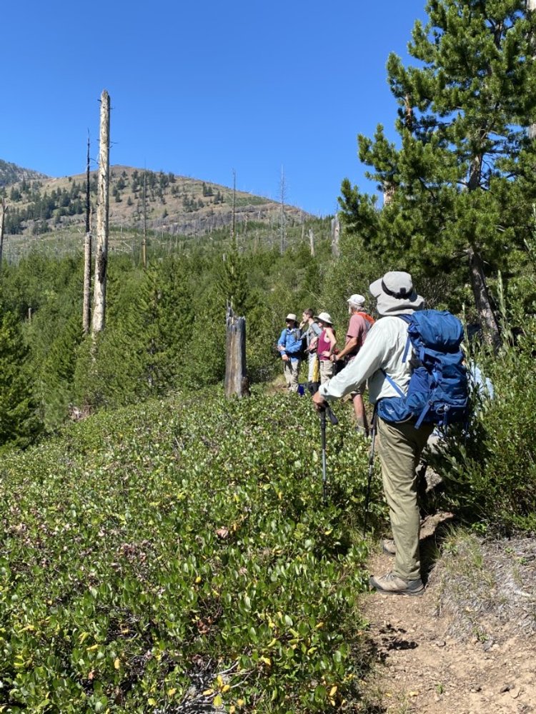  …and working our way up to about 6,500 feet elevation. We observed the natural re-growth of trees and native plants since a large wildfire in 2002. 
