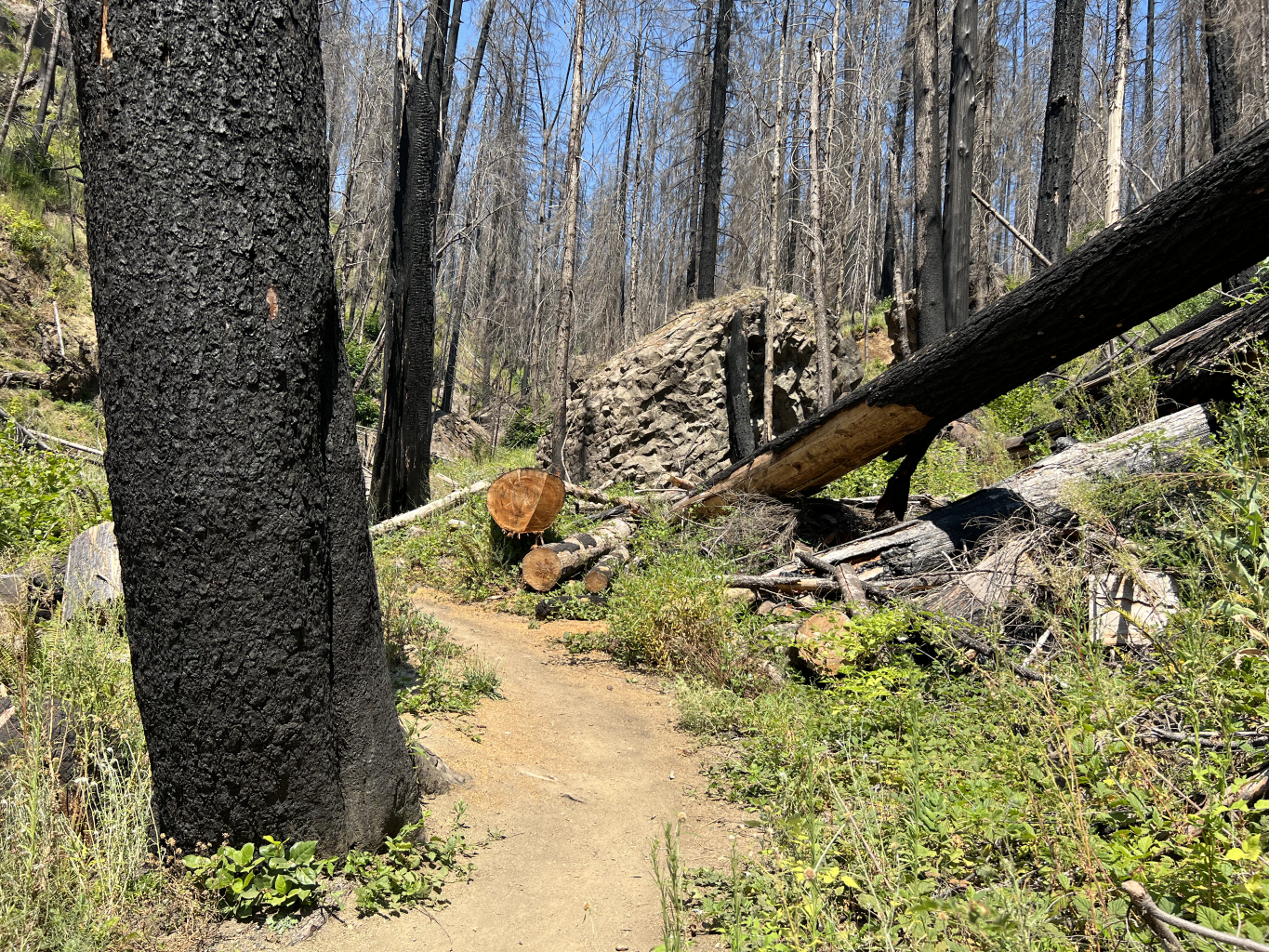  On the highway 138 route from Roseburg to Diamond Lake, we stopped at Falls Creek to observe the fire damage and huge boulders of basalt or andesite that were strewn in the creek vale. 