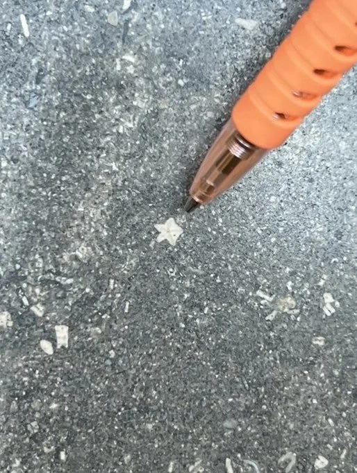  Closeup of crinoid stem fossil 