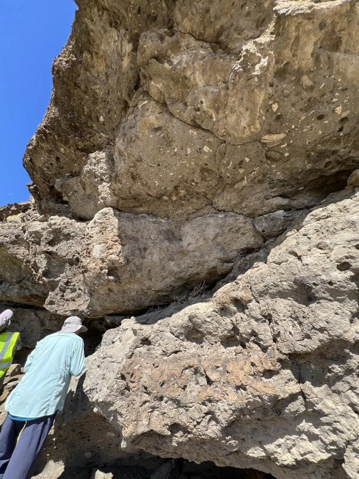  The Rattlesnake tuff outcrop studded with pumice clasts. 