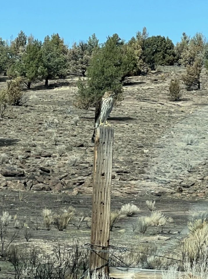  Lone sentinel Cooper’s Hawk at stop 5. 