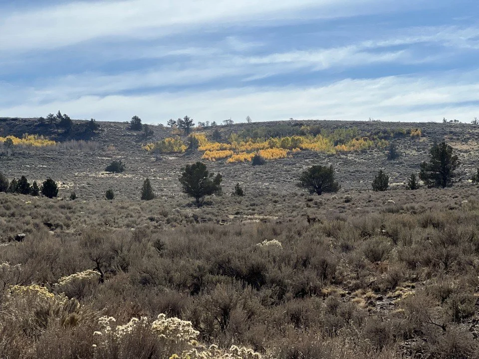  Heading up Steens Mt past turning aspen trees. 