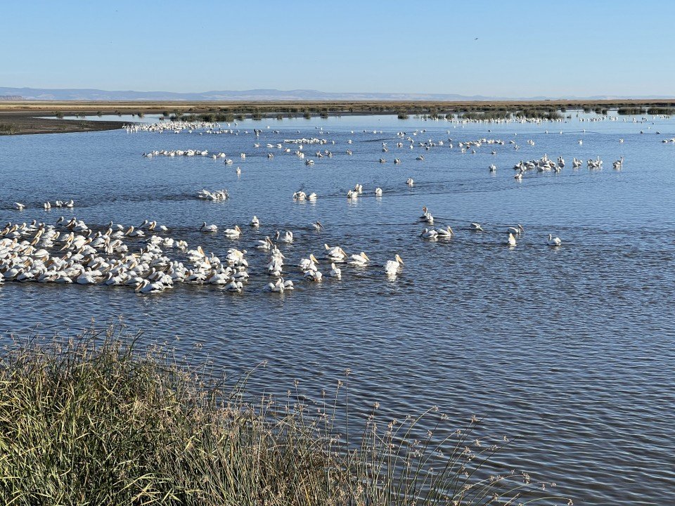  Farewell to a large flock of American white pelicans. 