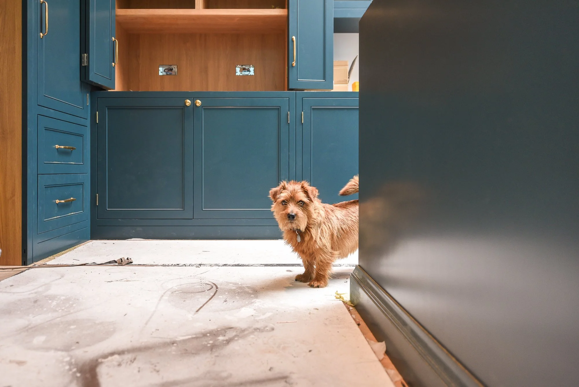 Blue Kitchen Dog
