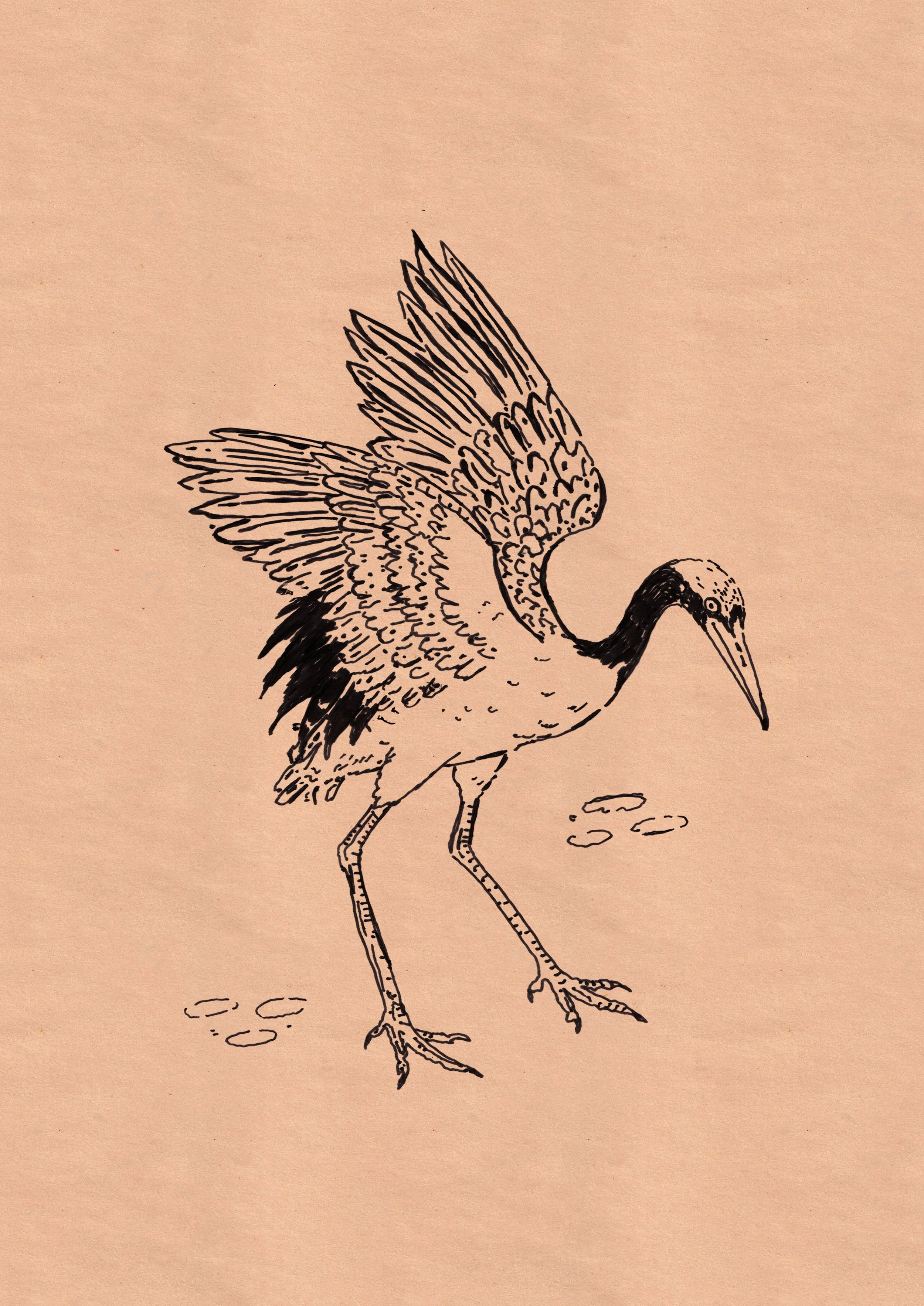 BLACK AND WHITE STORK 6_ON PAPER.jpg