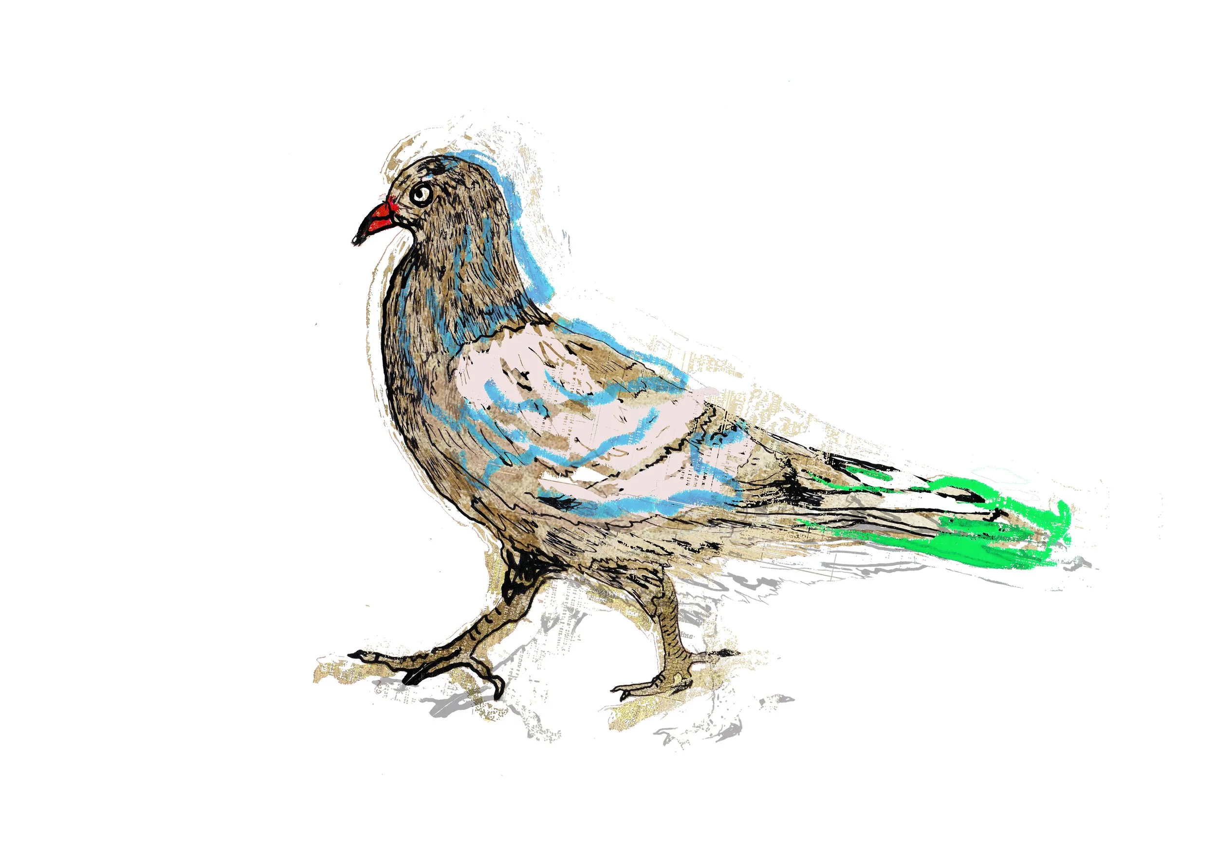 a striding pigeon.jpg