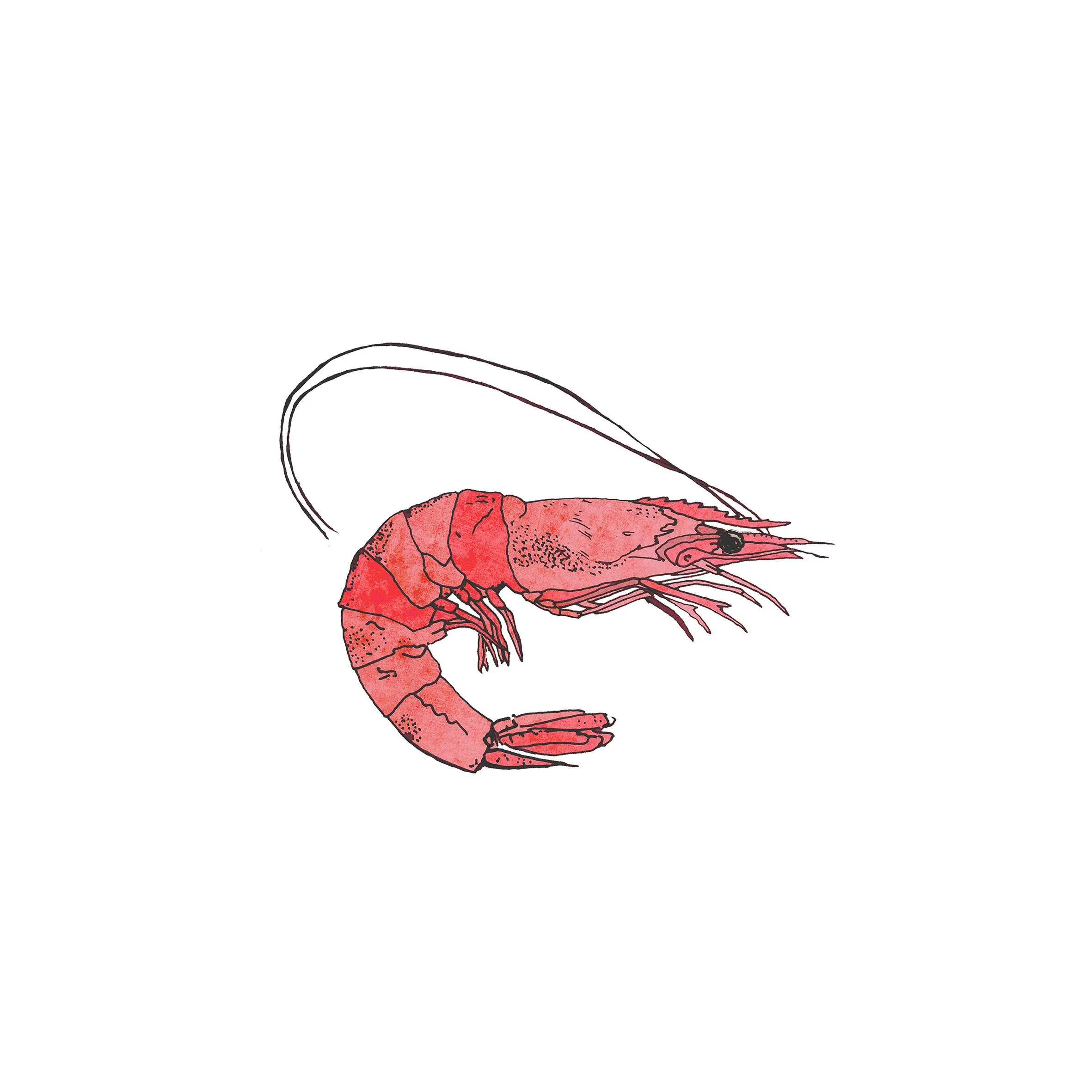 a prawn_20x20cm_for web.jpg