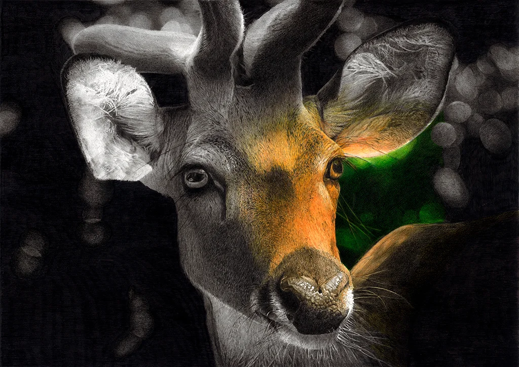 Cervo | Hirsch | Deer