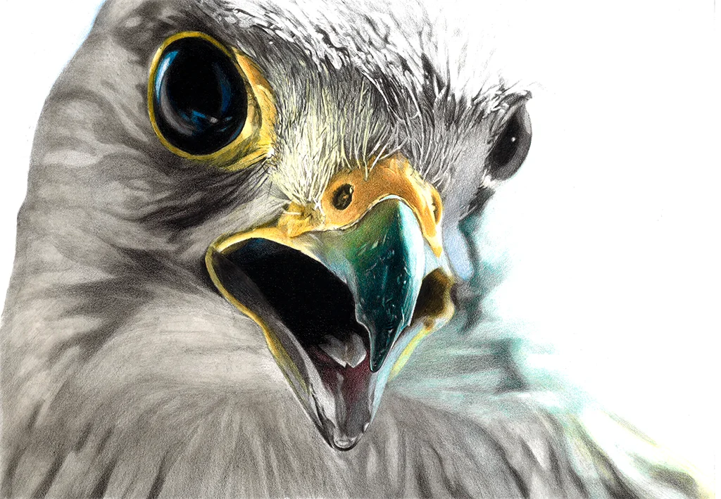 Gheppio / Turmfalke / Kestrel
