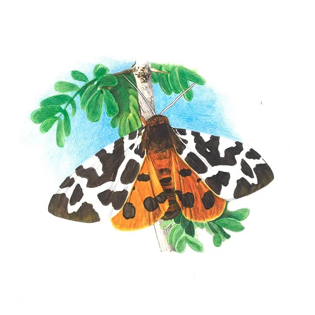 Nachtfalter / Falena notturna