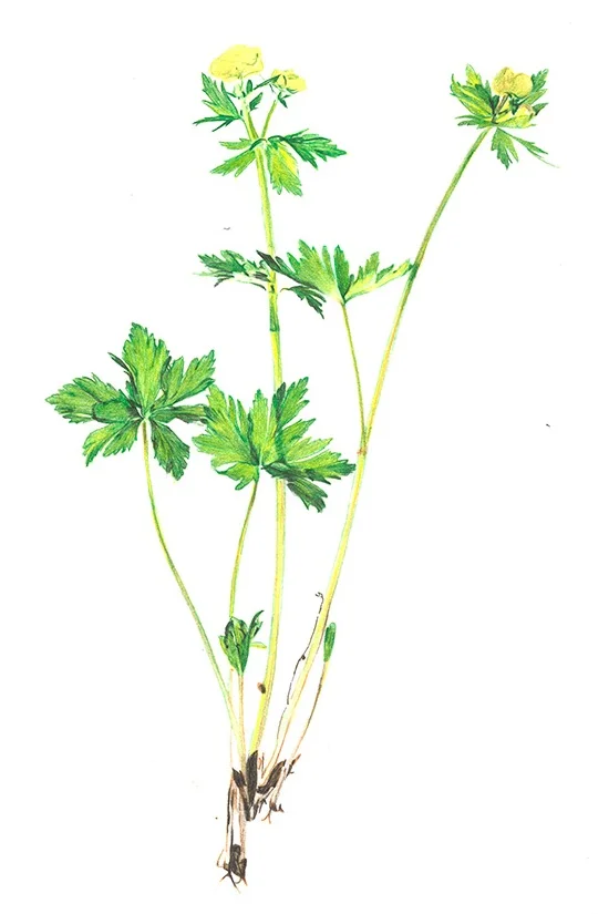 trollblume2.jpg