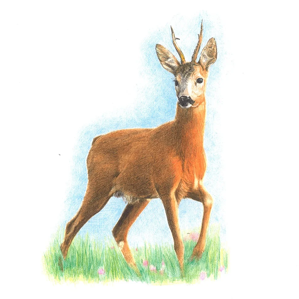 rehe.jpg
