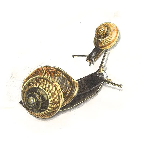 schnecke.jpg