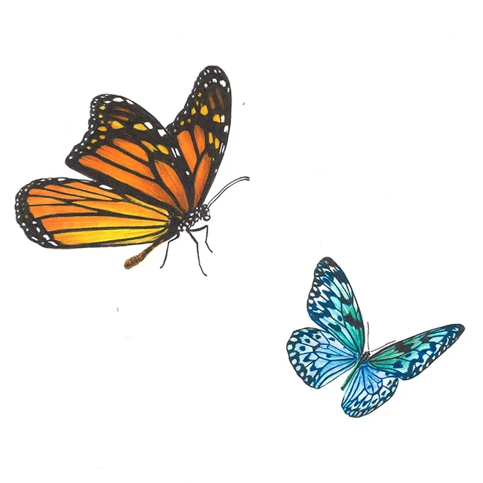schmetterling.jpg