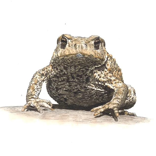 erdkrote.jpg