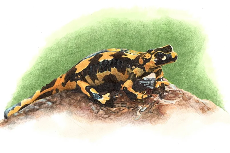 salamander.jpg