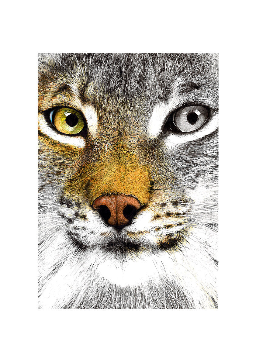Druck Luchs Gezeichnet Taddei Alberto Ciro Bleistiftzeichnungen Disegni E Matite