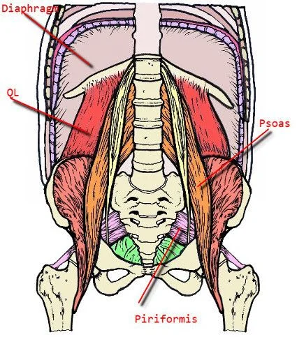 psoas complex.jpeg