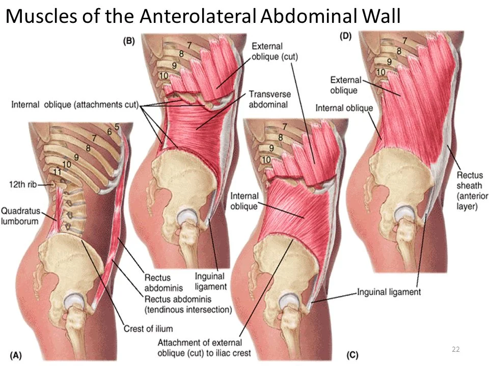 Muscles+of+the+Anterolateral+Abdominal+Wall.jpg