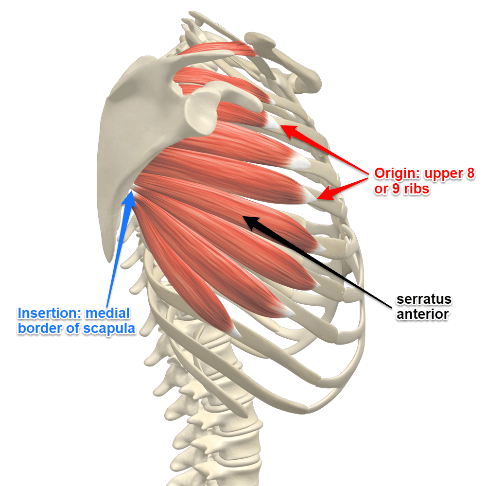 https://www.yoganatomy.com/serratus-anterior-muscle/