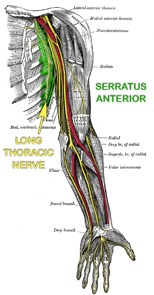 nerves-upper-extremity-serratus-and-long-thoracic.gif