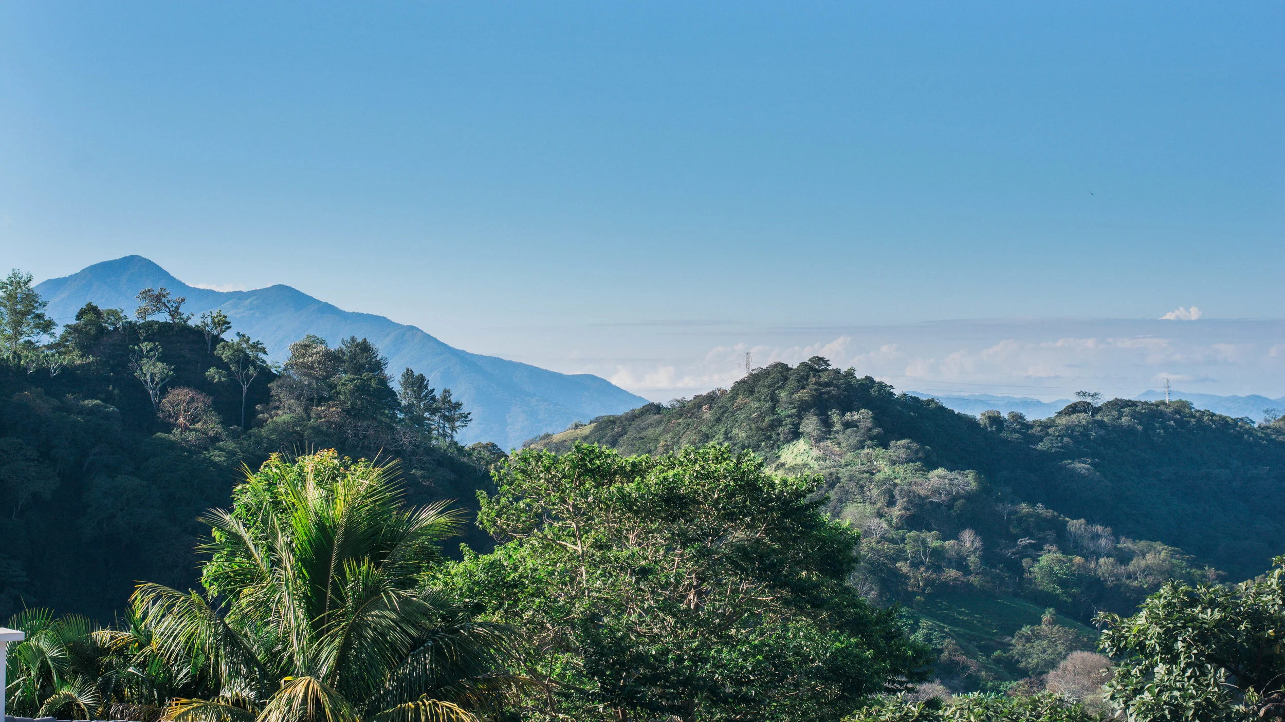 Our Align & Flow Wellness Retreat in Costa Rica has toucans, capuchin monkies & much more visiting the yoga studio