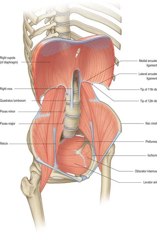 Abdominal cavity muscles.jpg