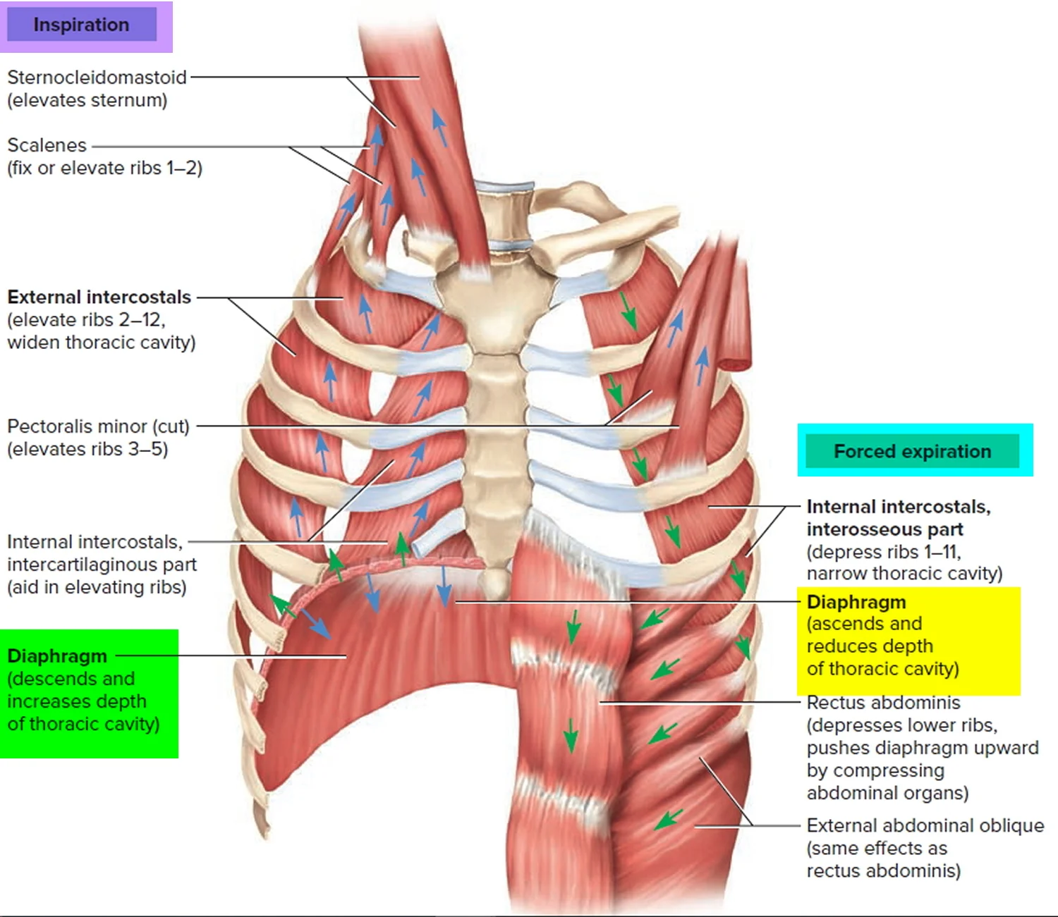 The breath & its muscles