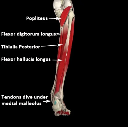 mm_deep-front-line-posterior-lower-leg.jpg