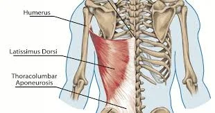 lat muscle.jpeg