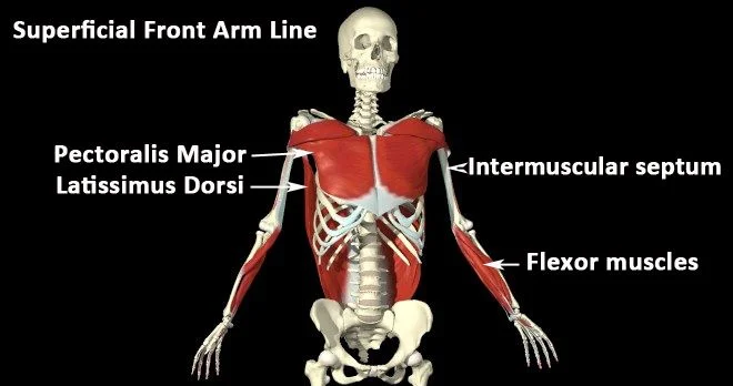 superficial front arm line fascia.jpg
