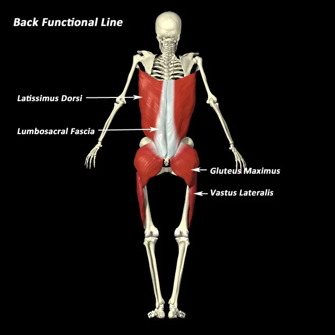 fascia back-functional-line.jpg