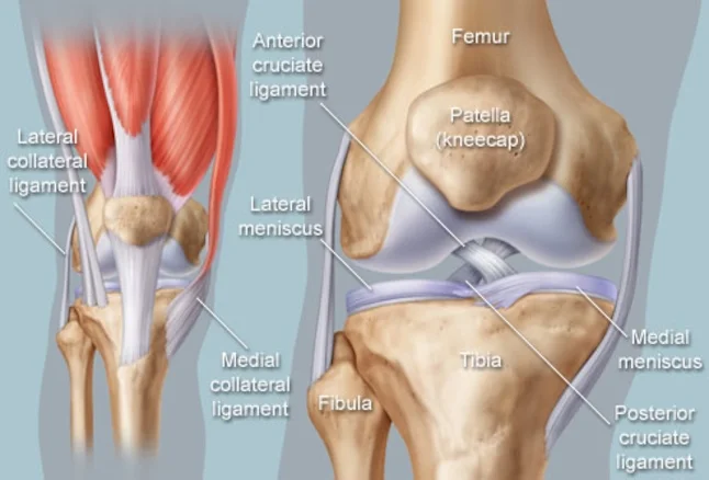 knee joint.jpg