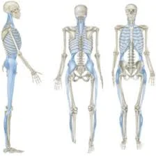 From ‘Anatomy Trains’ by Thomas Myers