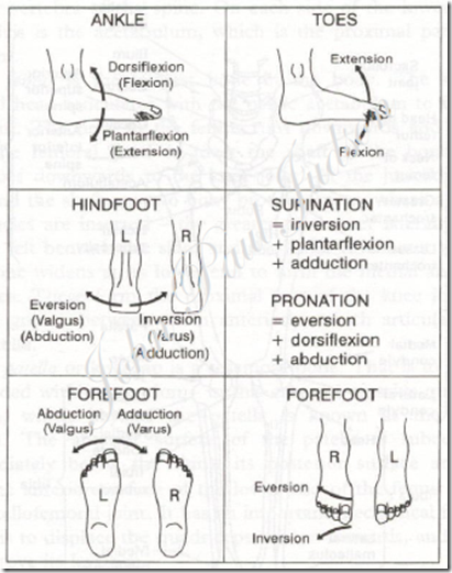 foot movements.png