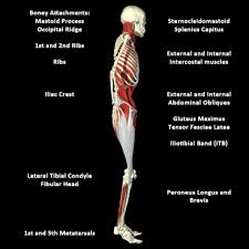 Lateral Line Fascia.jpeg