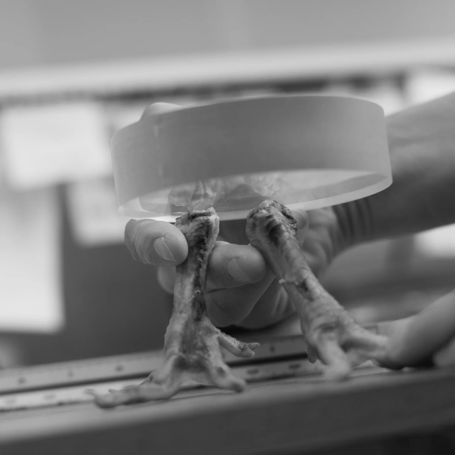 During the development of the chicken feet plates we first considered letting the plate stand on feet instead of having the feet point upwards.