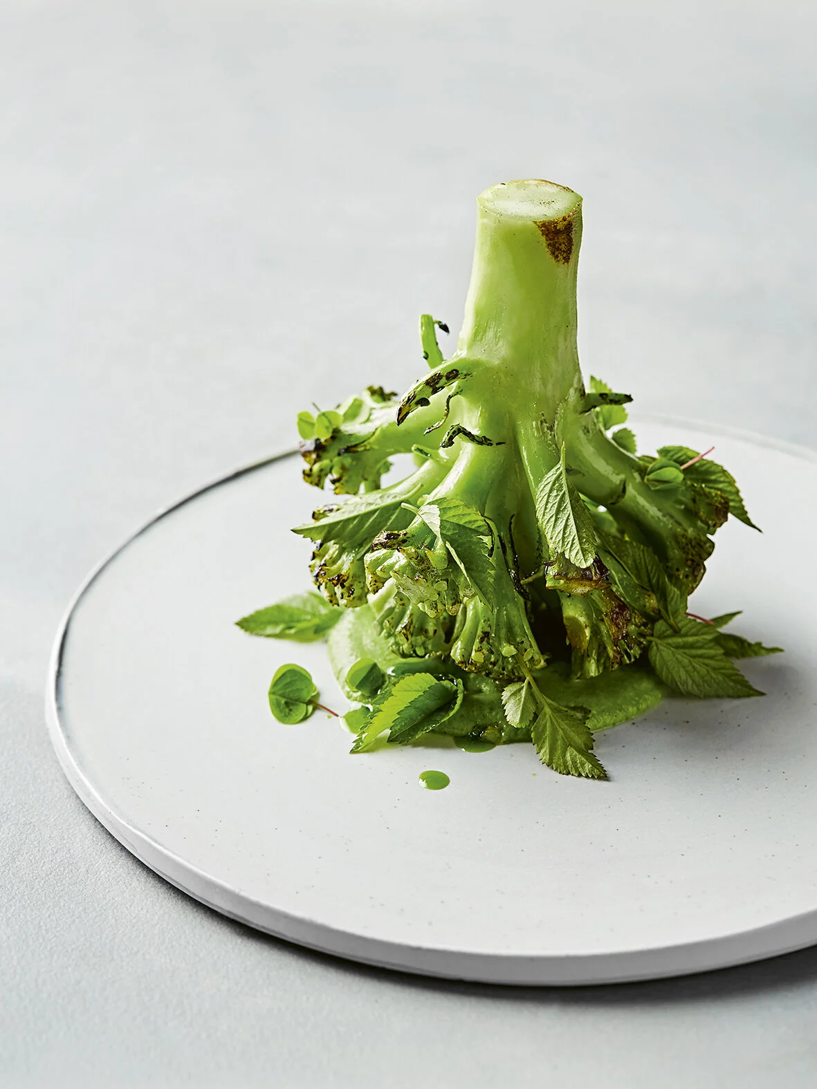A broccoli on a plate. 