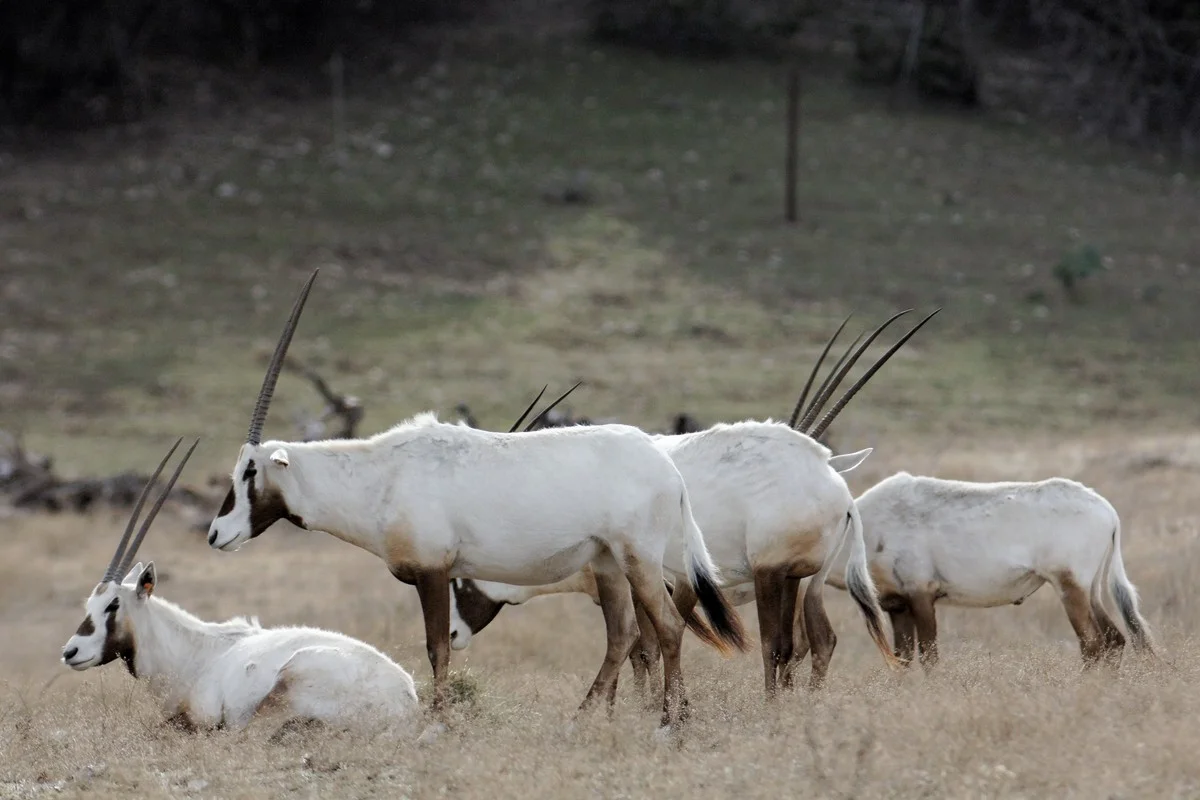 Arabian Oryx