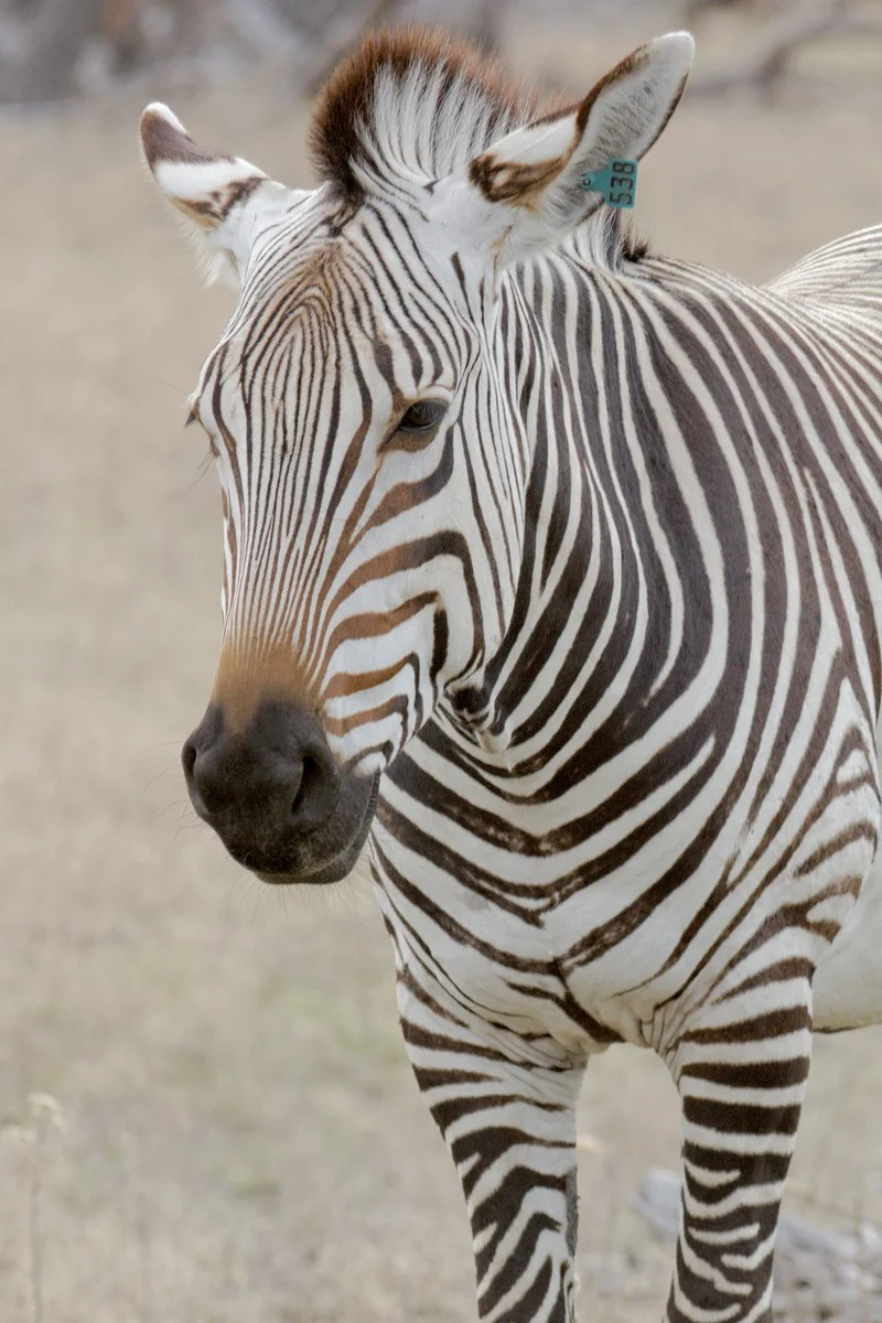 Zebra