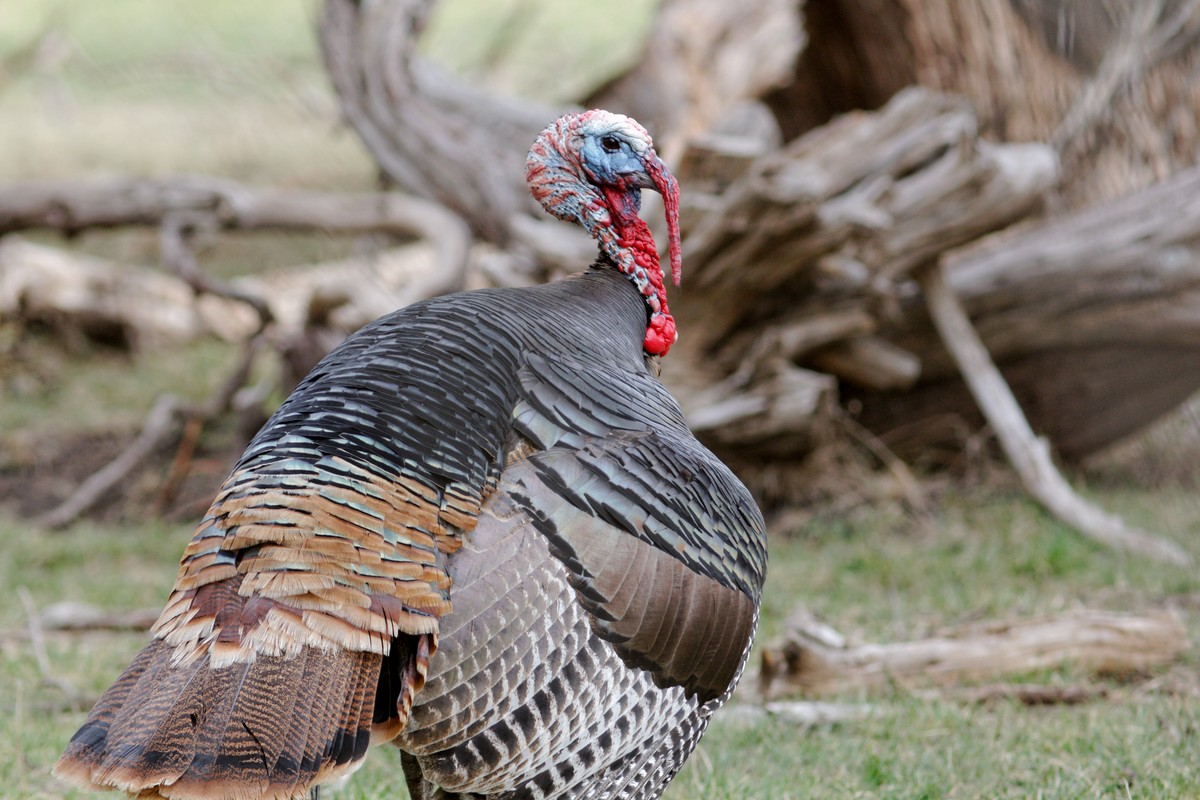Wild turkey