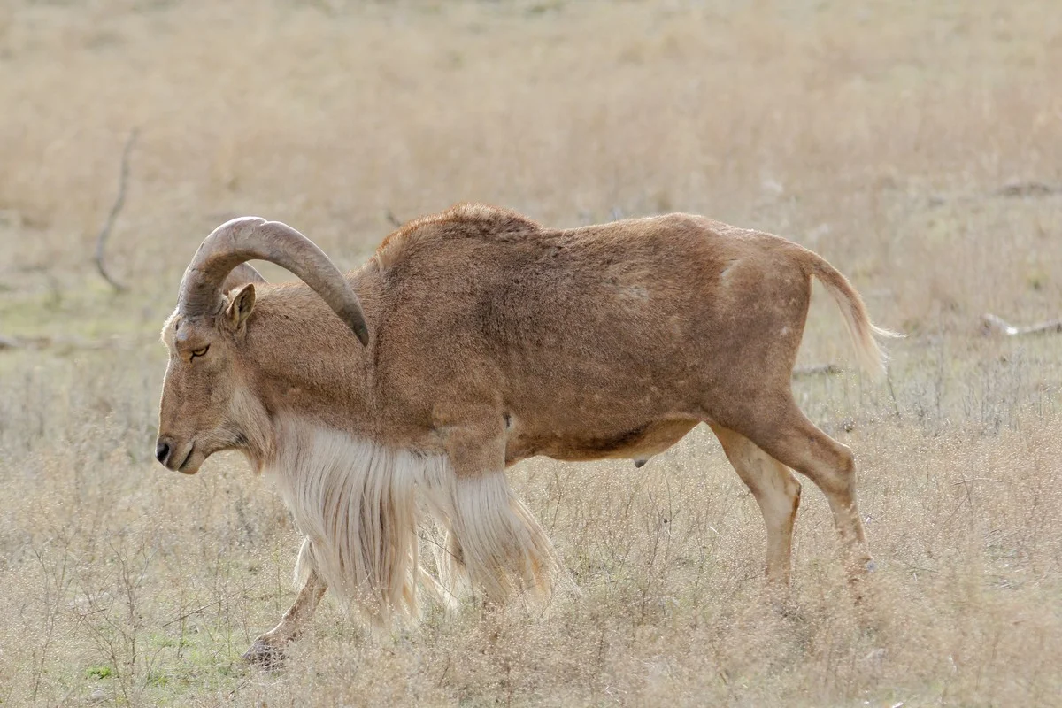 Aoudad
