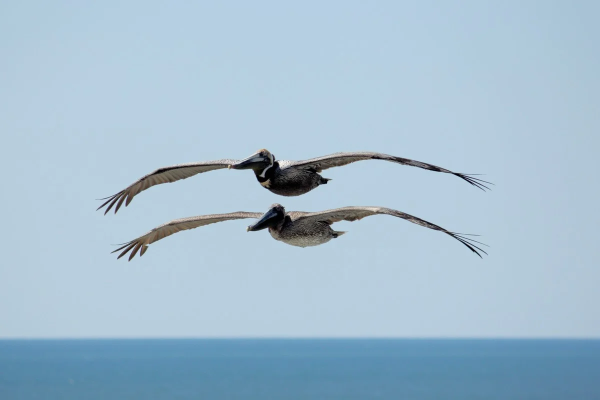 Pelicans