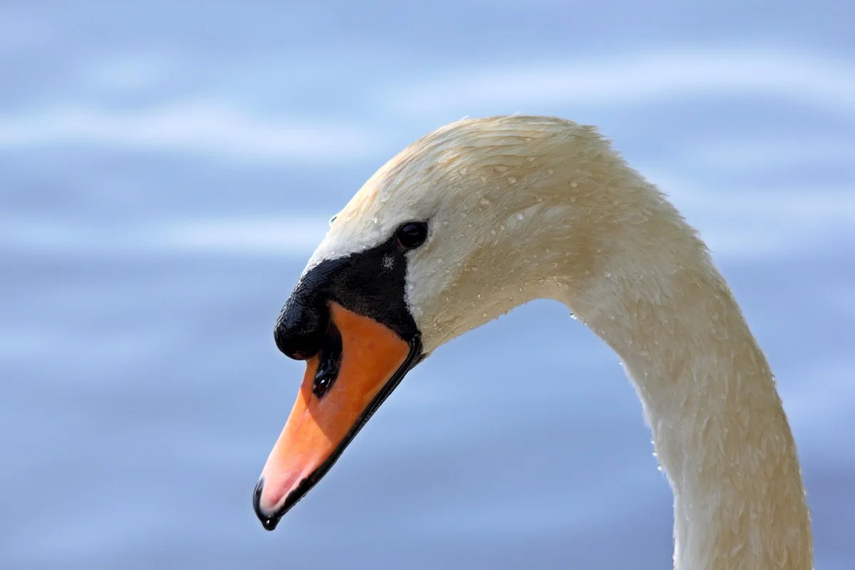 Mute swan